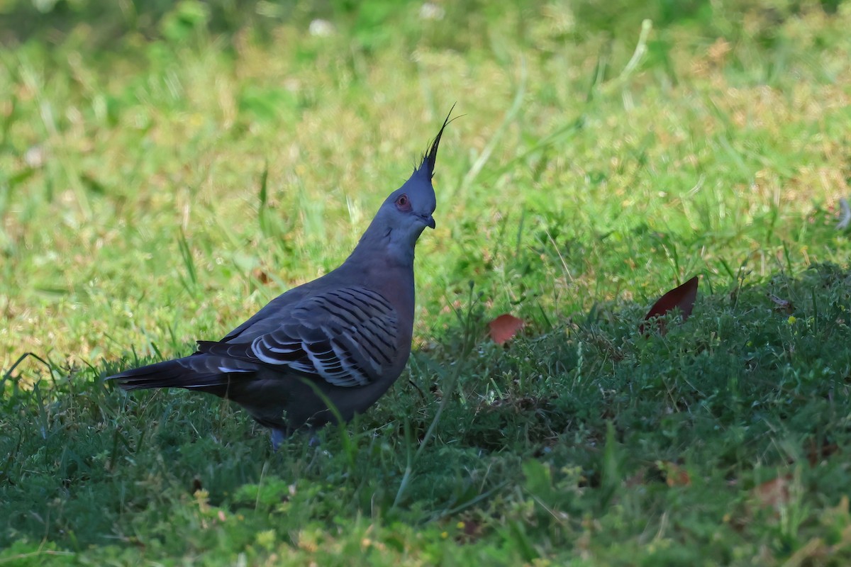 Crested Pigeon - ML624163781