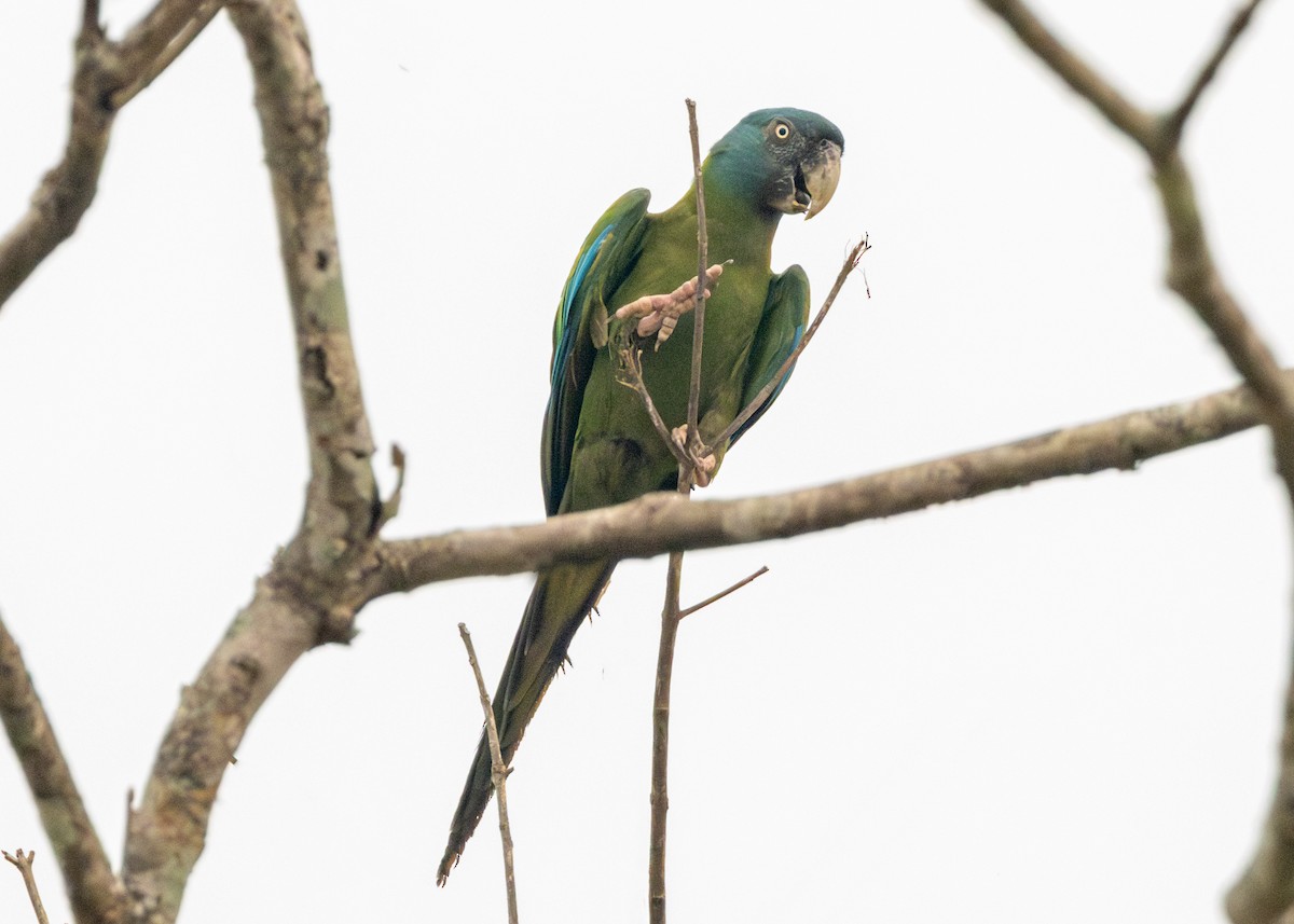 Blue-headed Macaw - Silvia Faustino Linhares