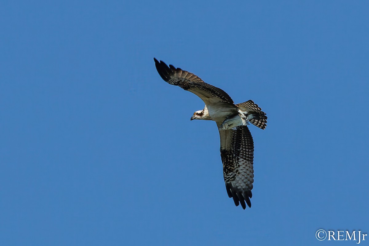 Osprey - ML624163793