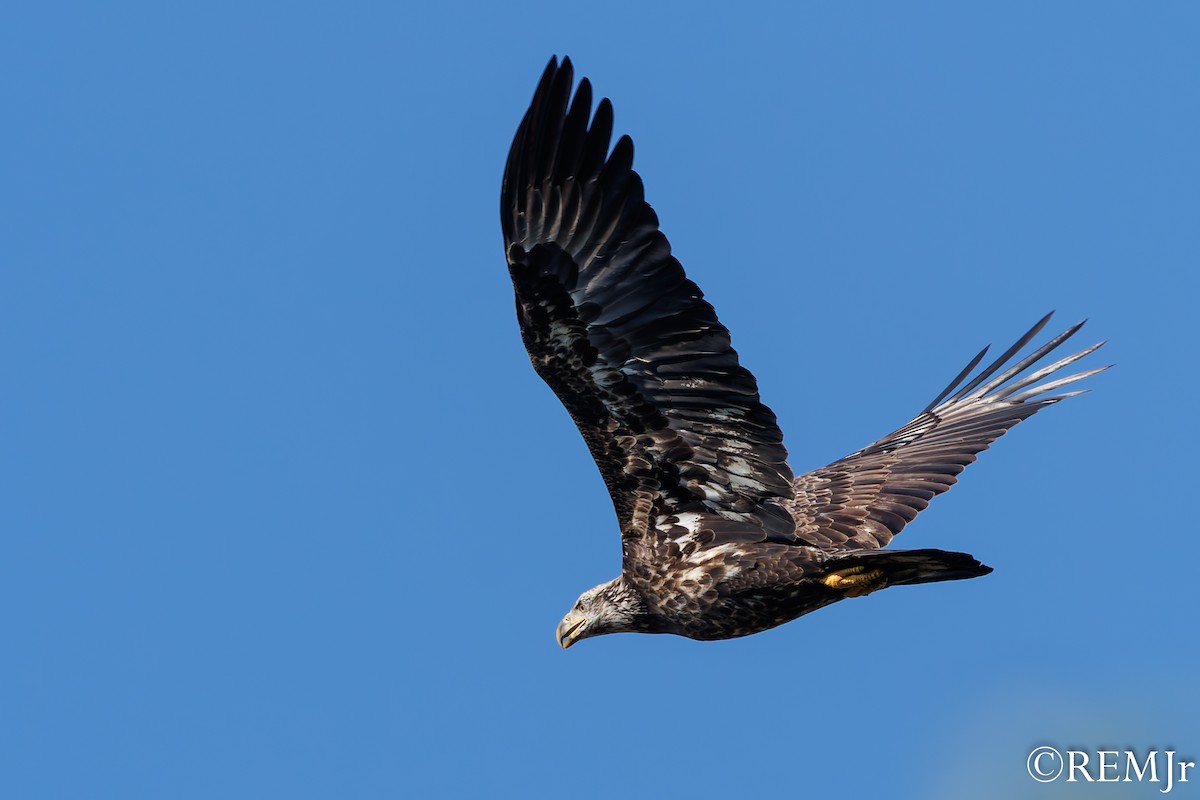Bald Eagle - ML624163802