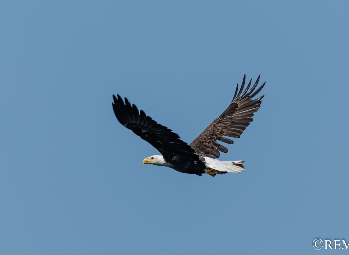 Bald Eagle - ML624163803