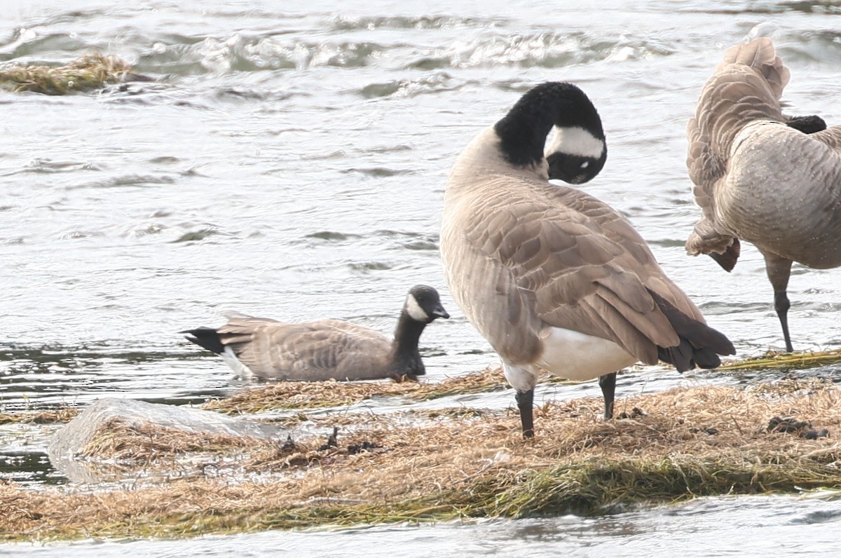 Cackling Goose - ML624163840