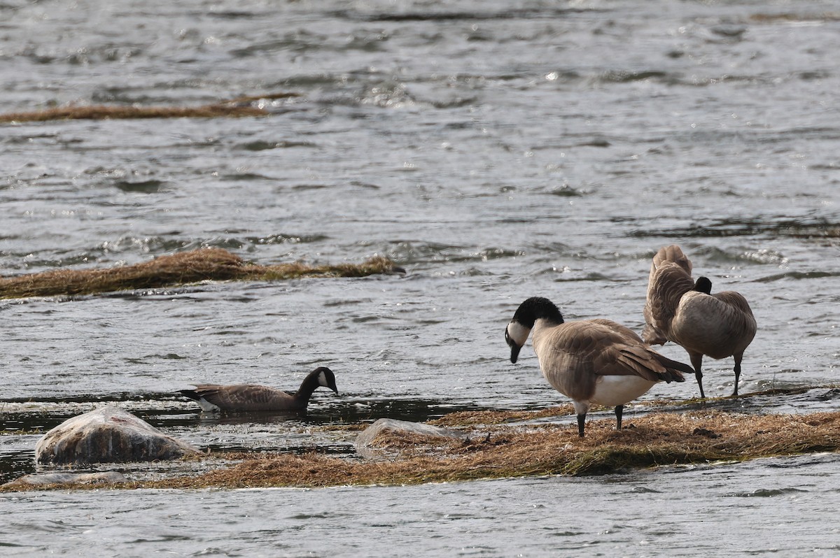 Cackling Goose - Mary Cantrell