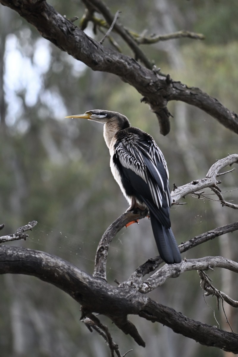 Anhinga d'Australie - ML624163910