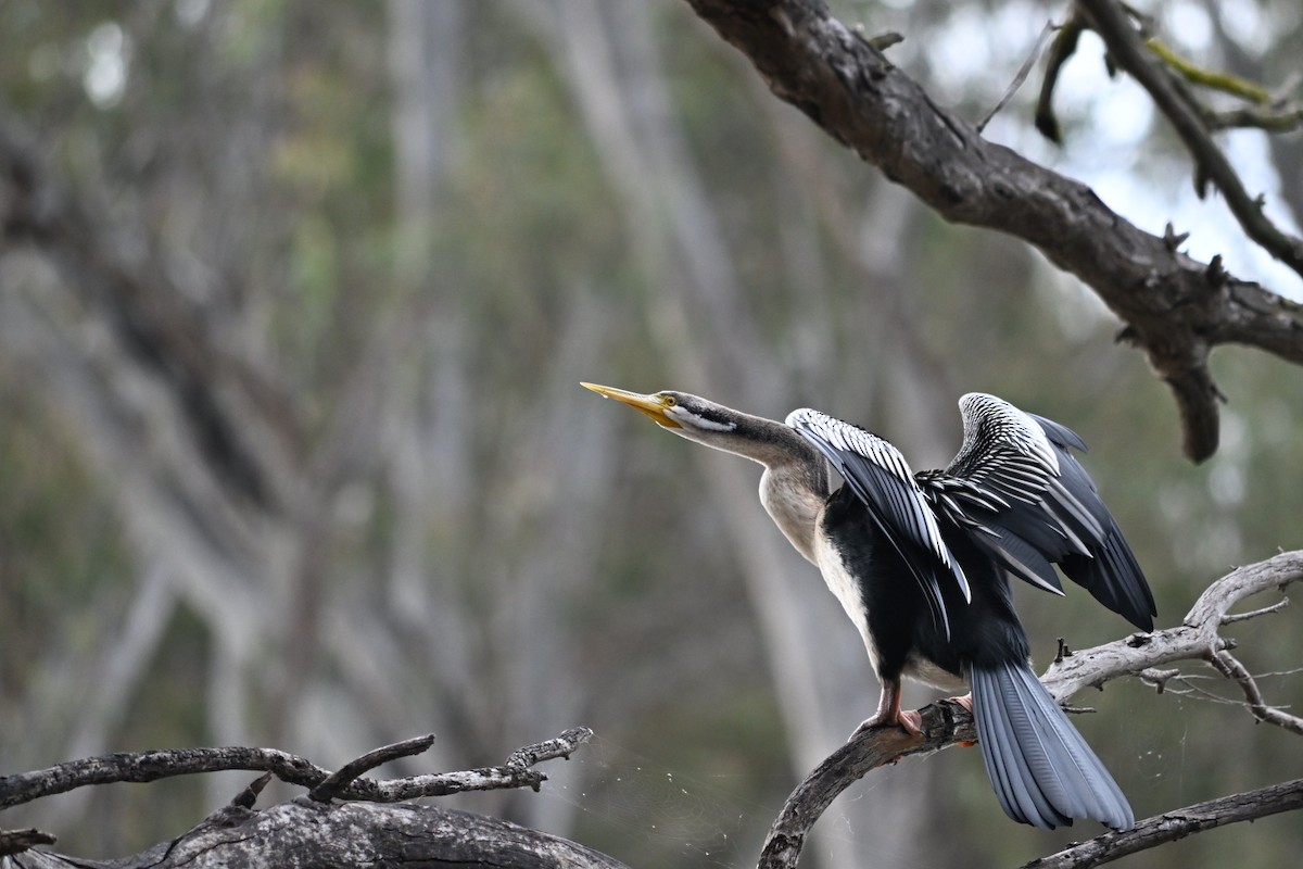 Anhinga d'Australie - ML624163911