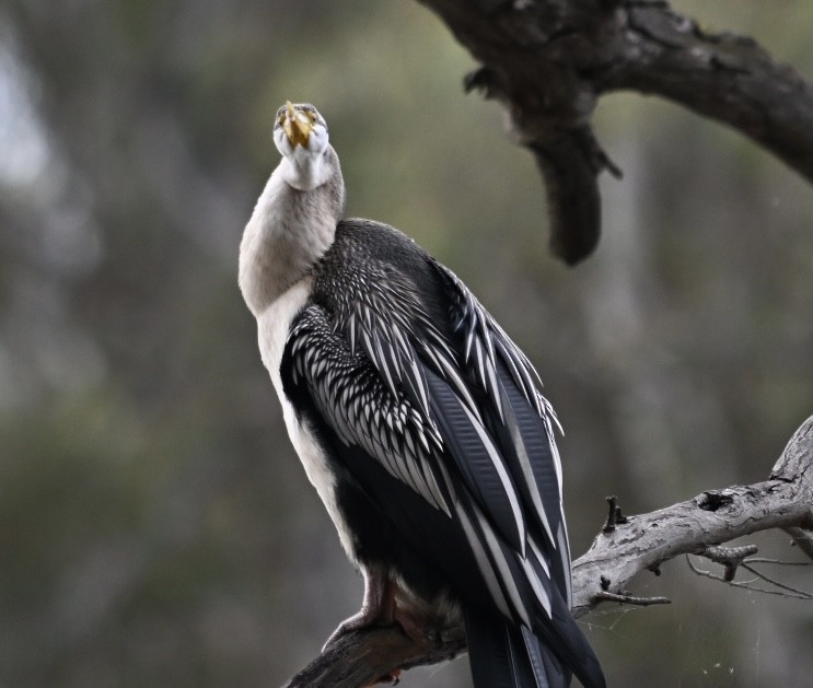 Anhinga d'Australie - ML624163912