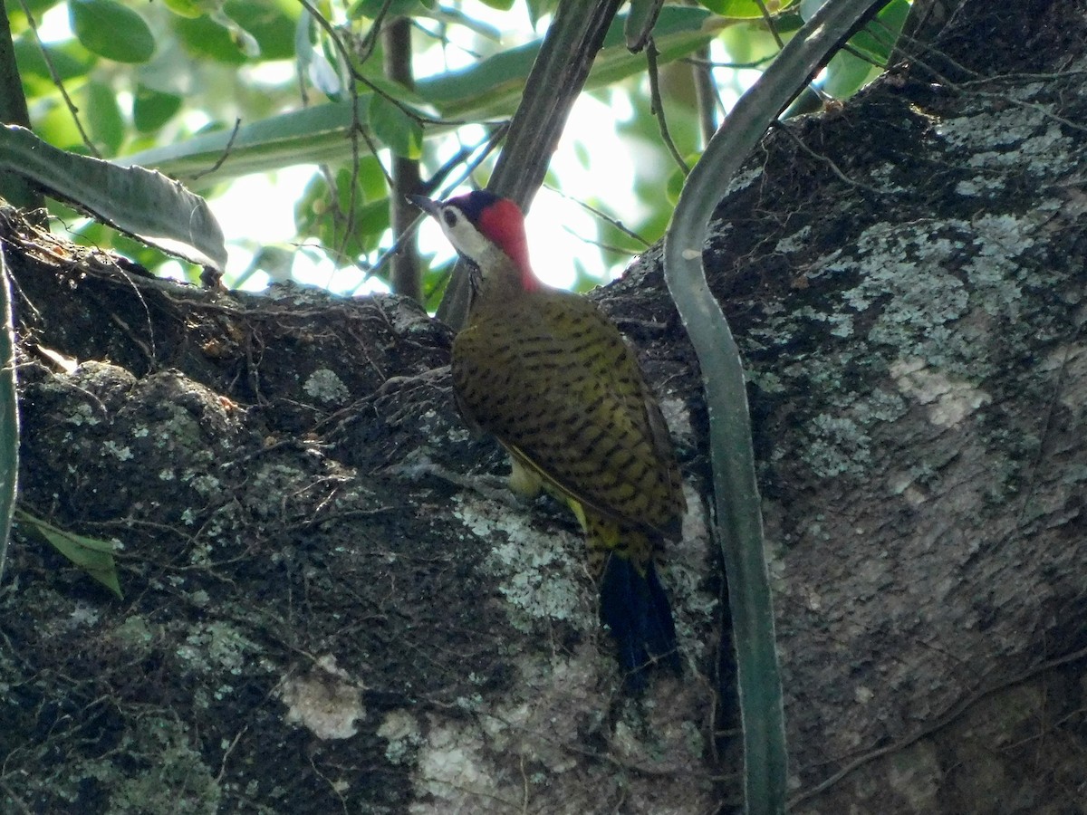 Spot-breasted Woodpecker - ML624163913