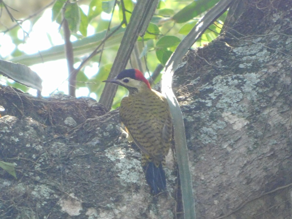 Spot-breasted Woodpecker - ML624163914