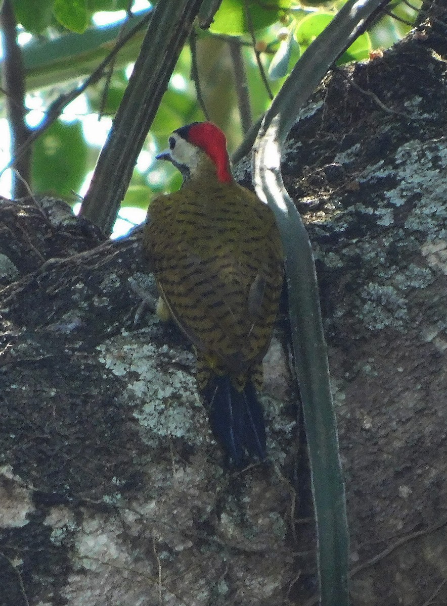 Spot-breasted Woodpecker - ML624163915