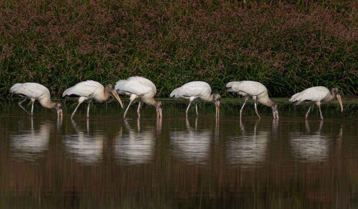 Wood Stork - ML624163920