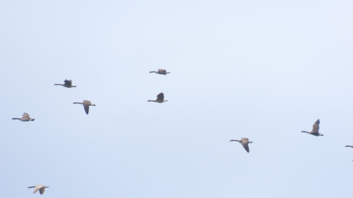 Canada Goose - ML624163937