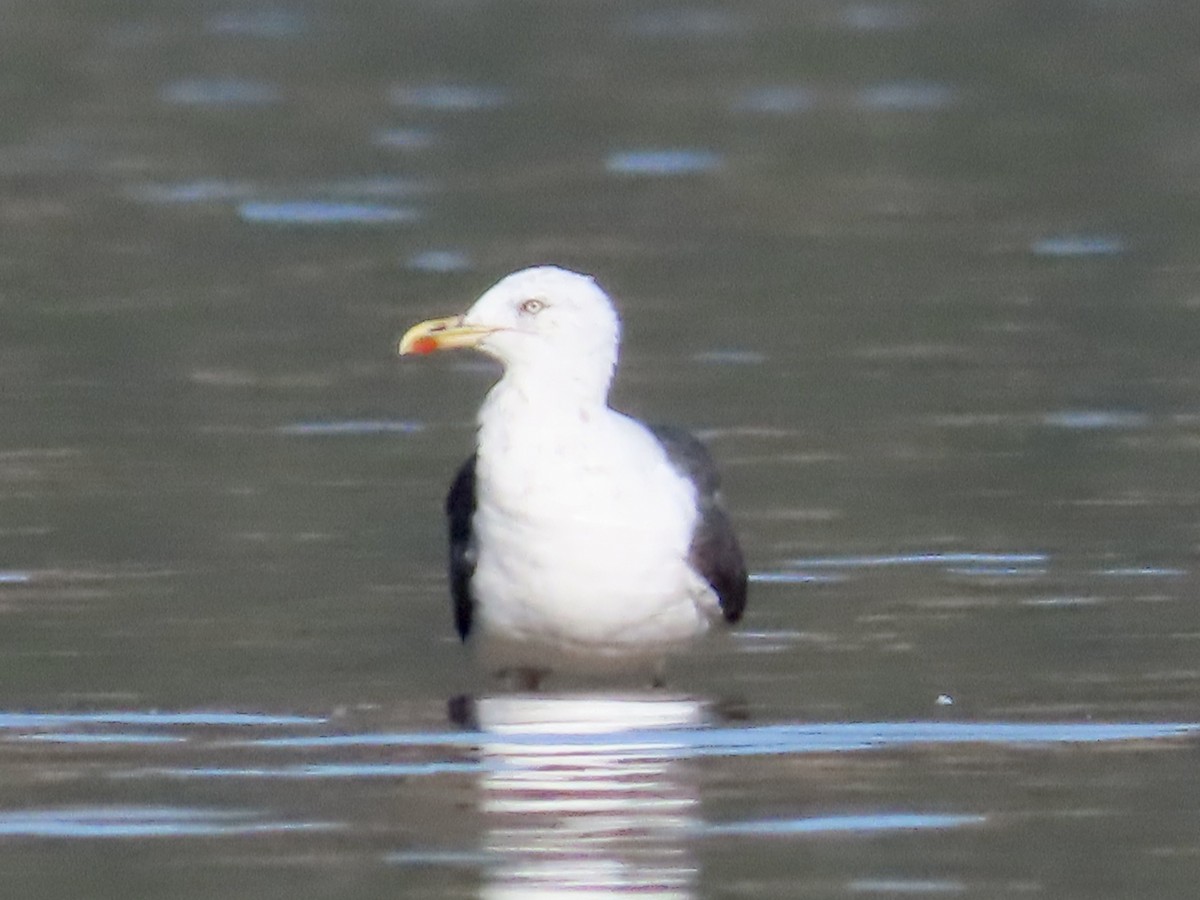 Lesser Black-backed Gull - ML624164005