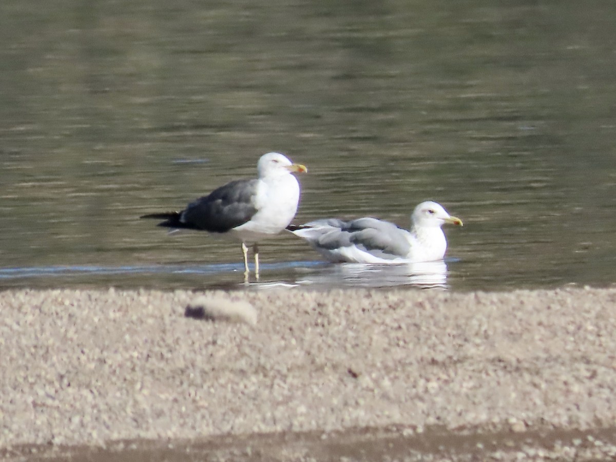 Lesser Black-backed Gull - ML624164006