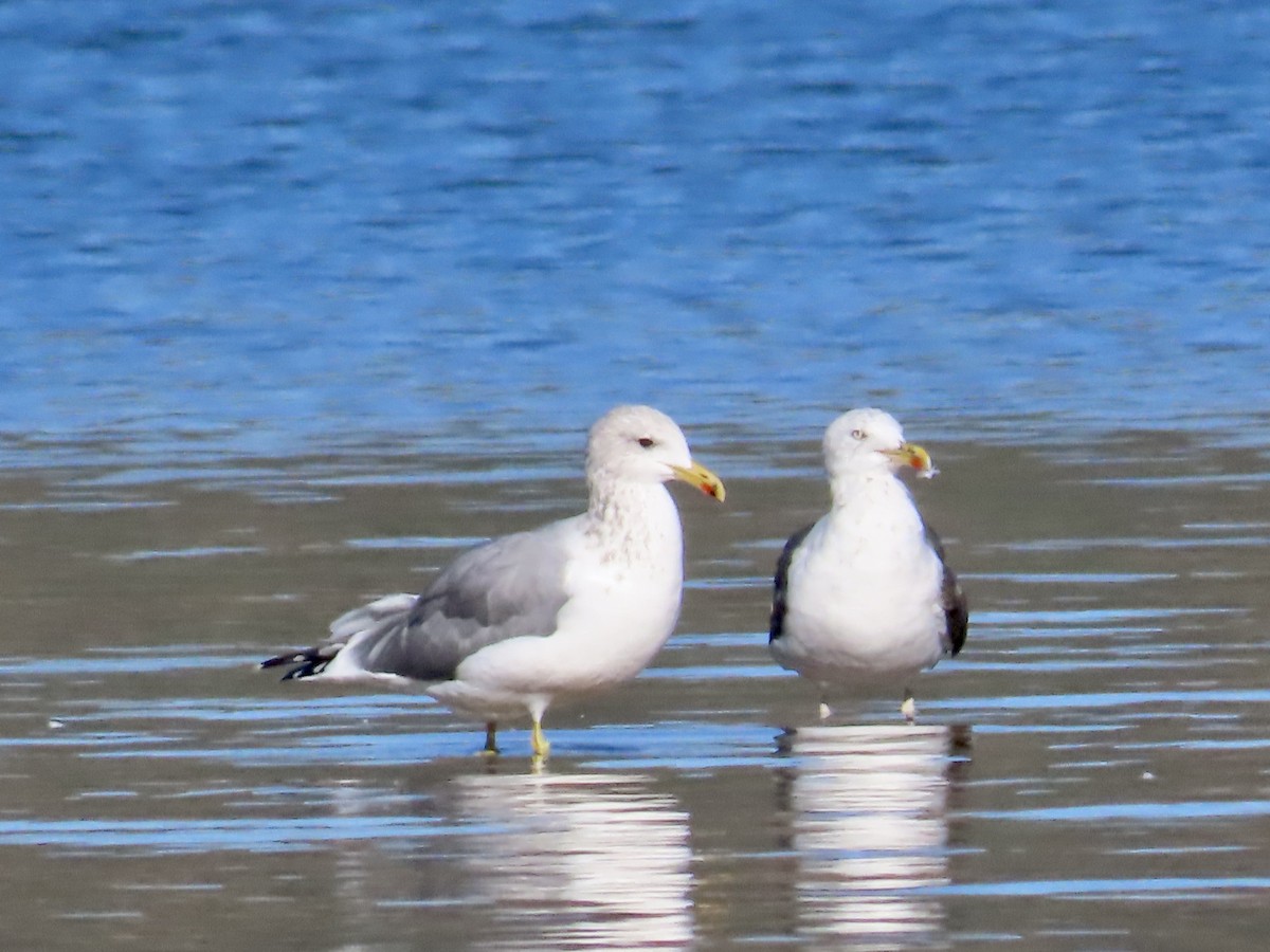 Lesser Black-backed Gull - ML624164007