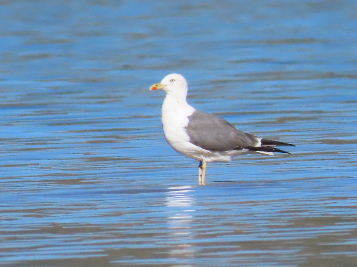 Lesser Black-backed Gull - ML624164008