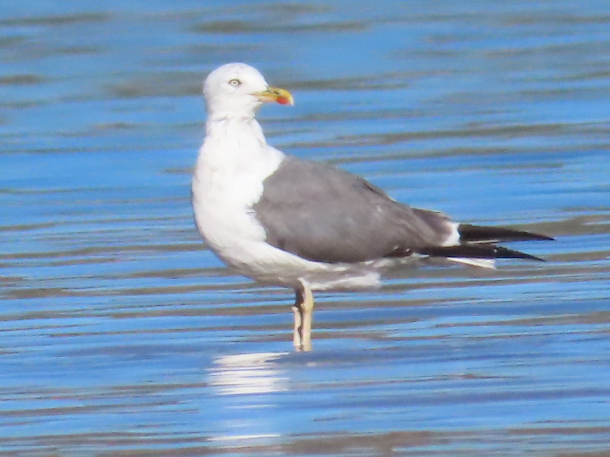 Lesser Black-backed Gull - ML624164009