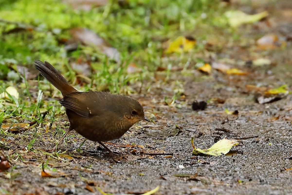 Птица-попутчик - ML624164012