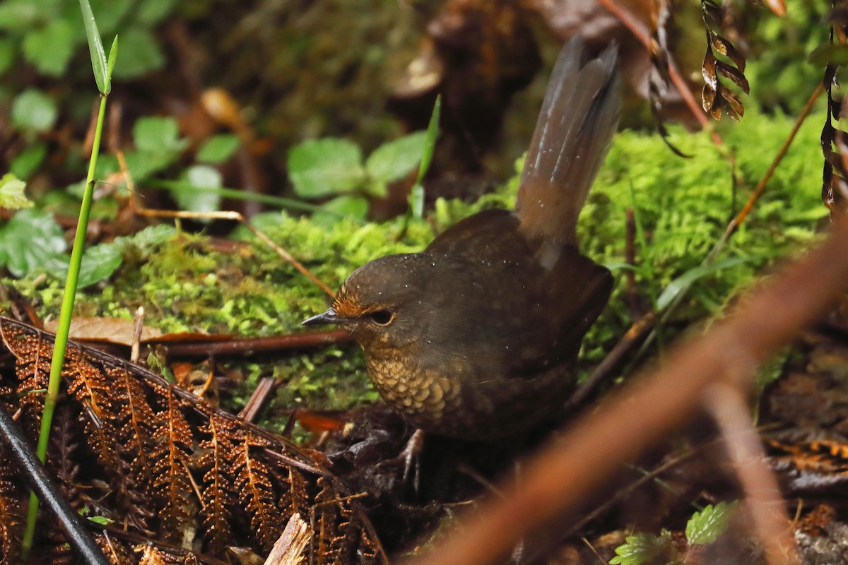 Птица-попутчик - ML624164015