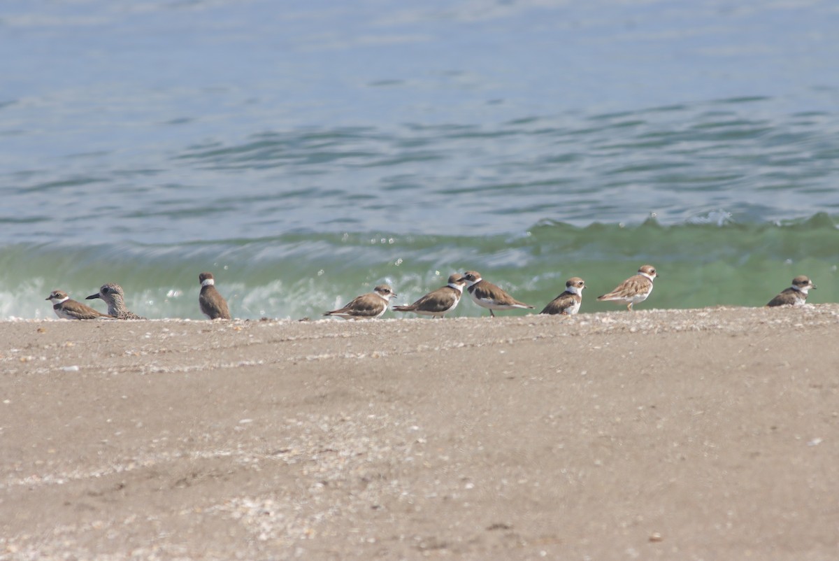 Semipalmated Plover - ML624164017