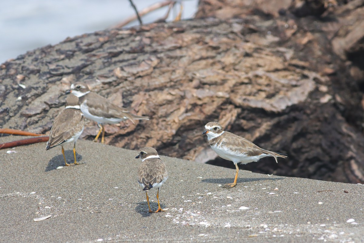 Semipalmated Plover - René Collinot