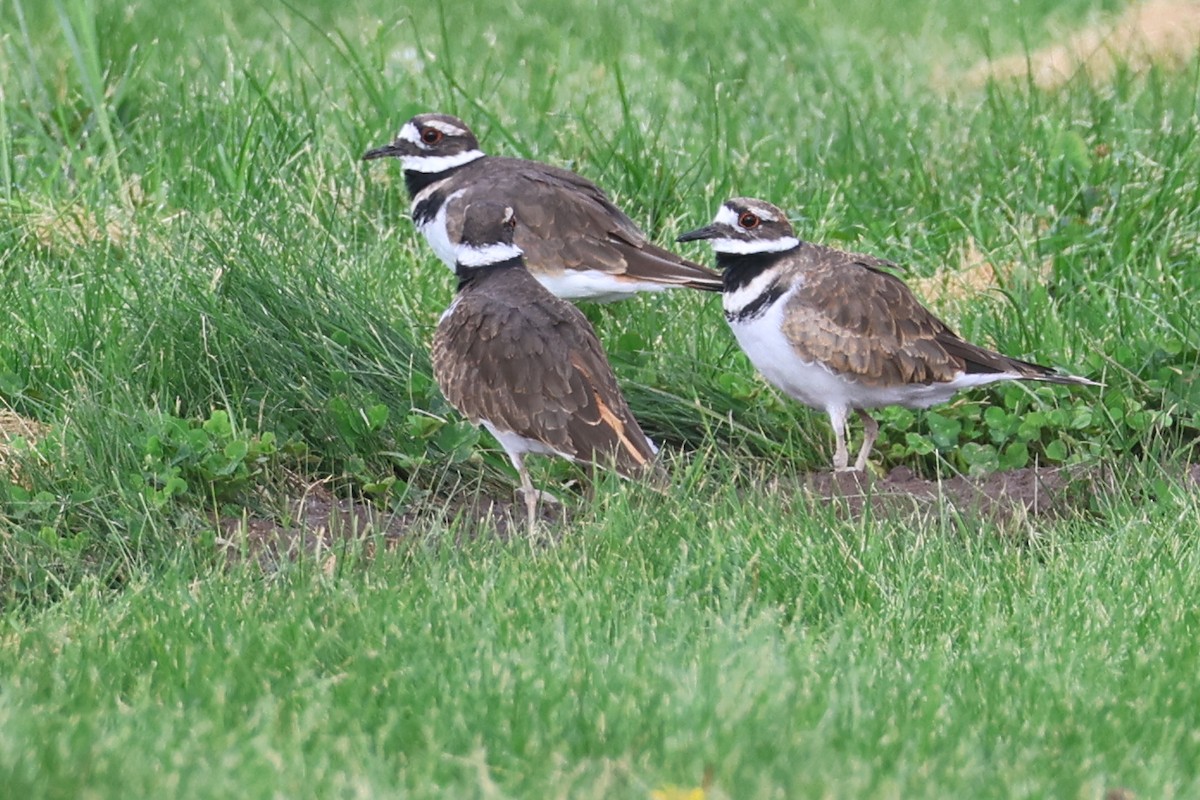 Killdeer - ML624164021