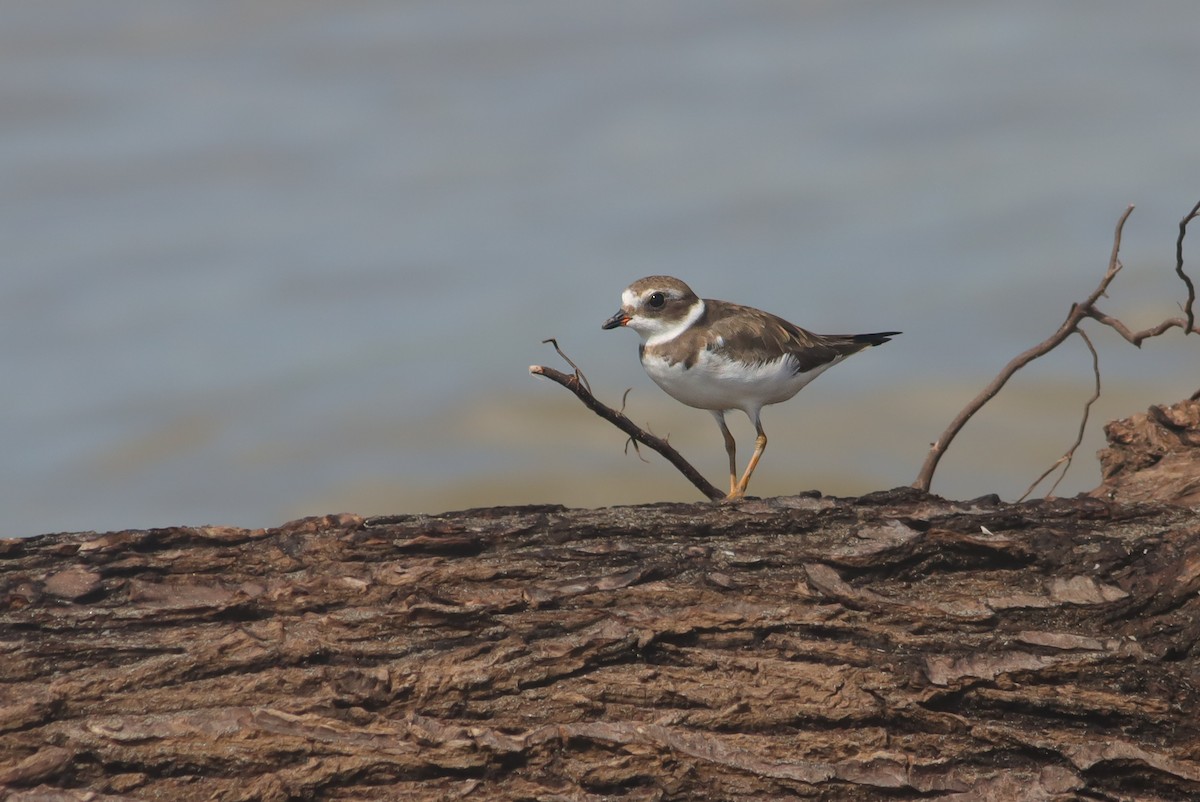 Semipalmated Plover - ML624164022