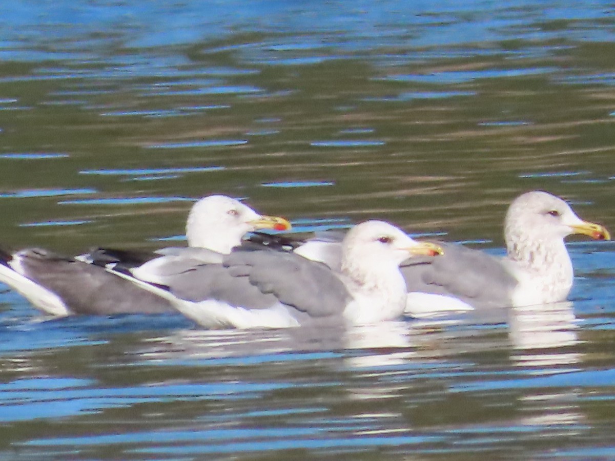 Lesser Black-backed Gull - ML624164023