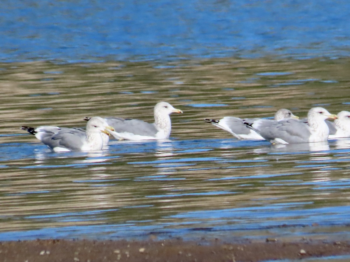 California Gull - ML624164030