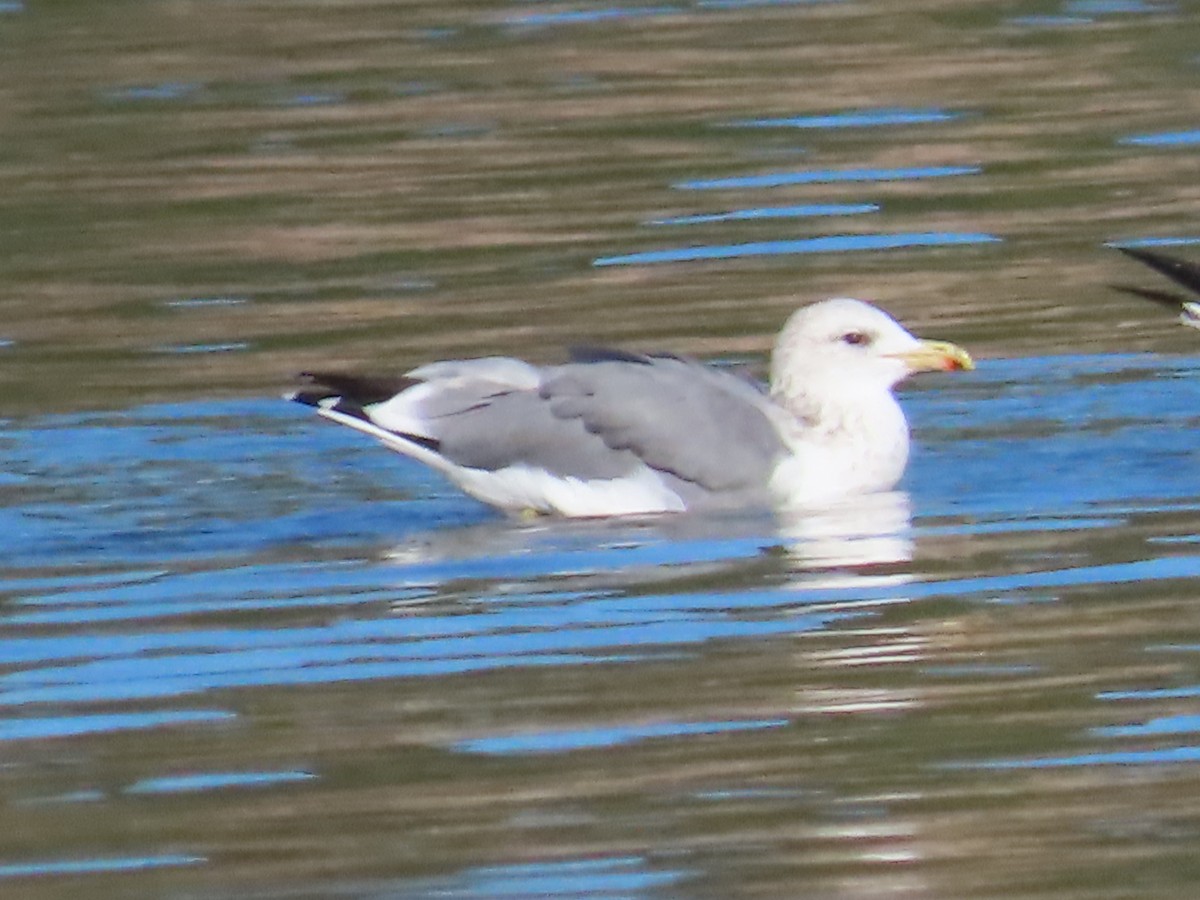 California Gull - ML624164031