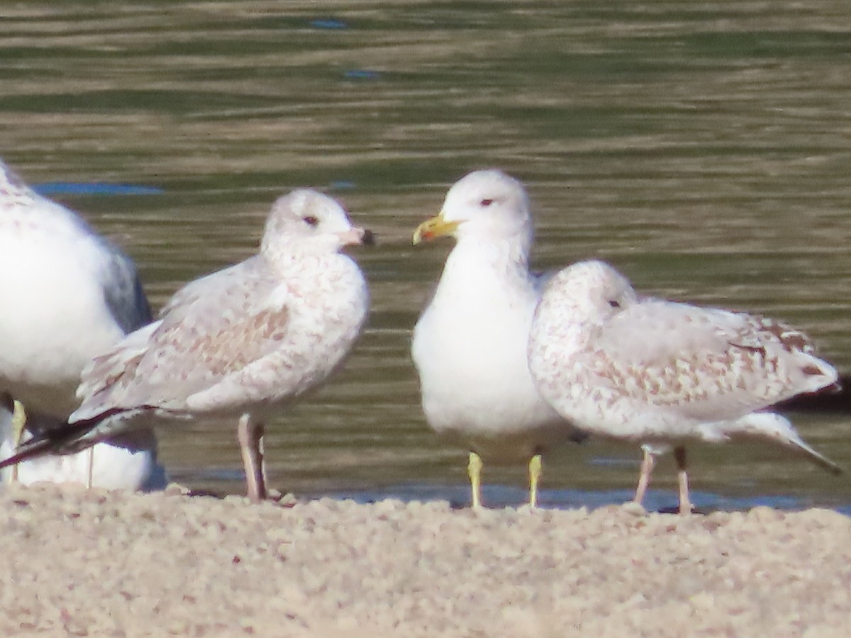 gull sp. - ML624164041