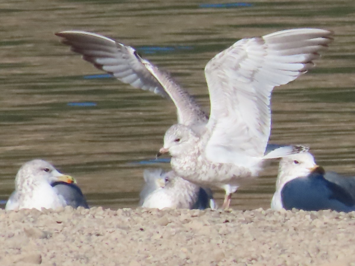 gull sp. - ML624164042