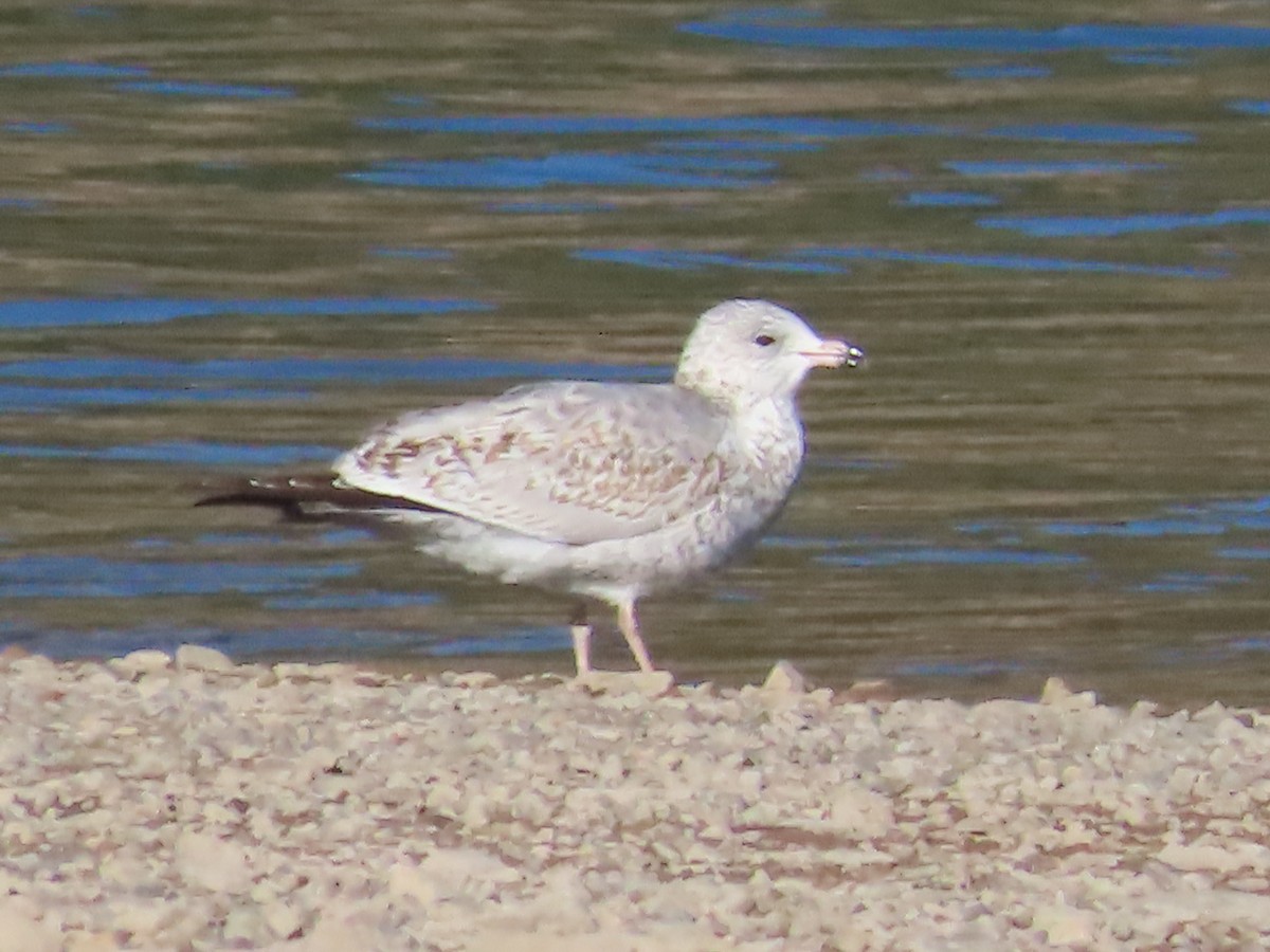 gull sp. - ML624164043