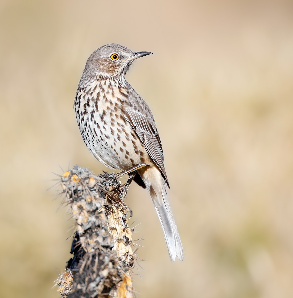 Sage Thrasher - ML624164048