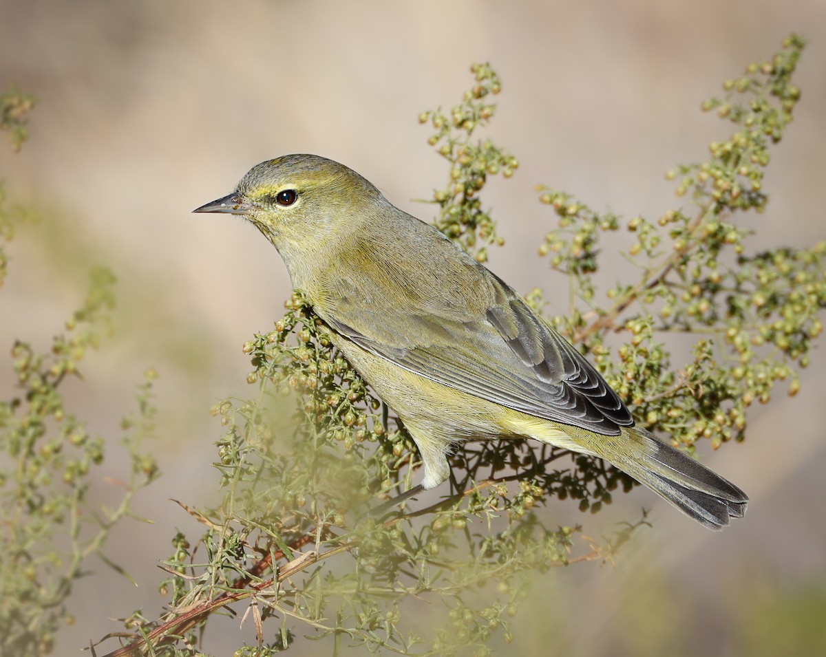 Orange-crowned Warbler - Travis Maher