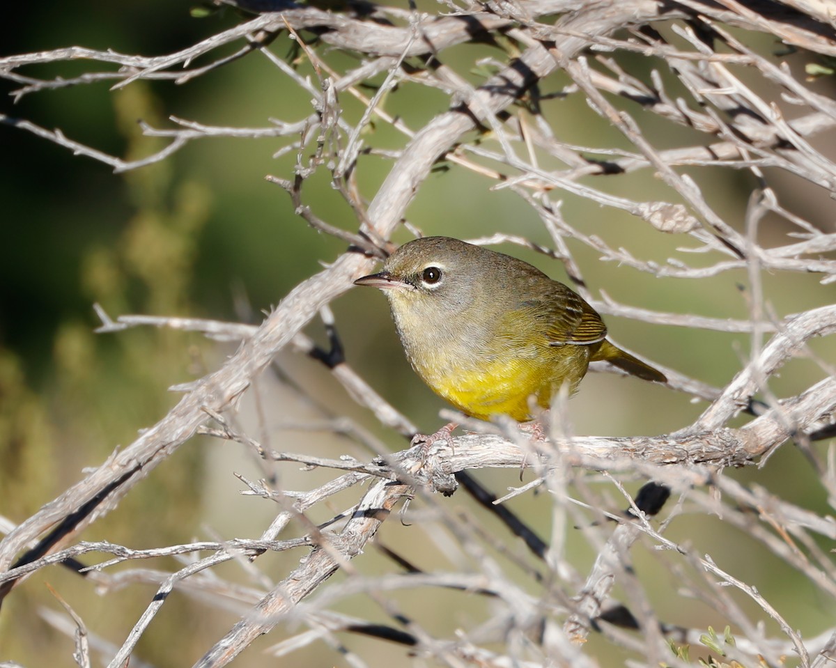 MacGillivray's Warbler - ML624164077