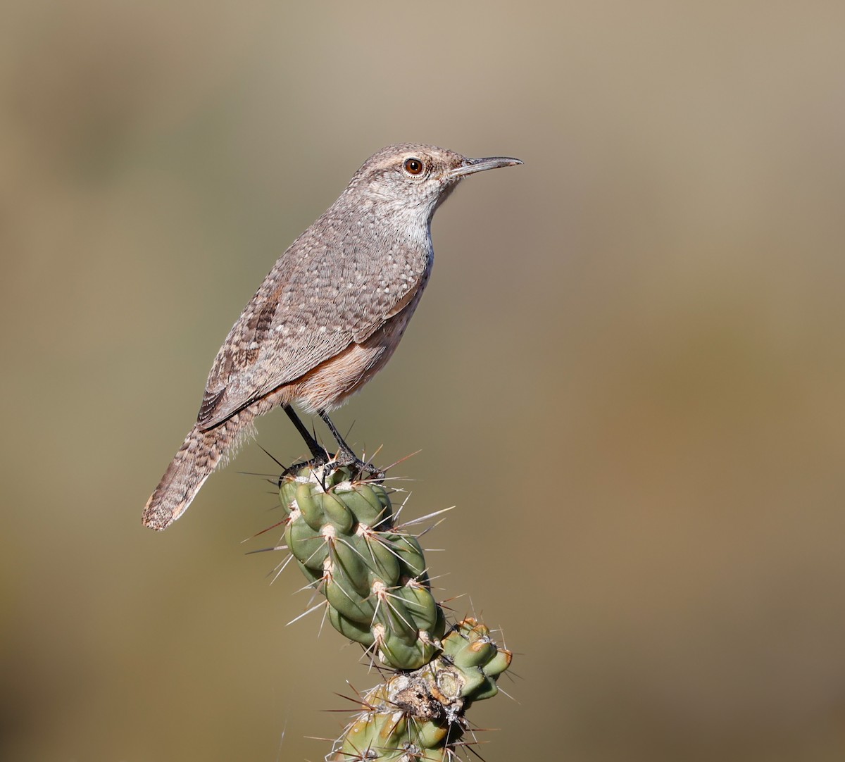 Rock Wren - ML624164103