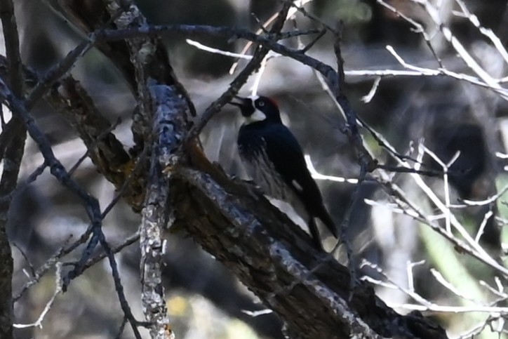 Acorn Woodpecker - ML624164107