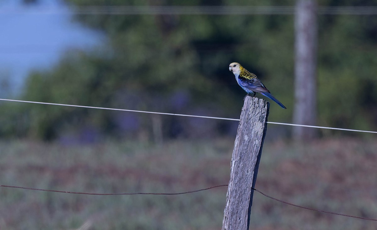 Pale-headed Rosella - ML624164108