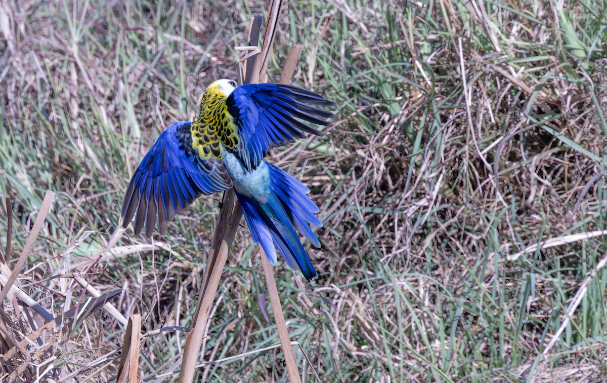 Pale-headed Rosella - ML624164109