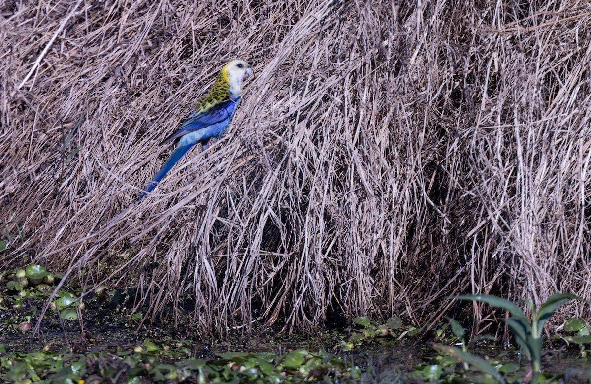 Pale-headed Rosella - ML624164110