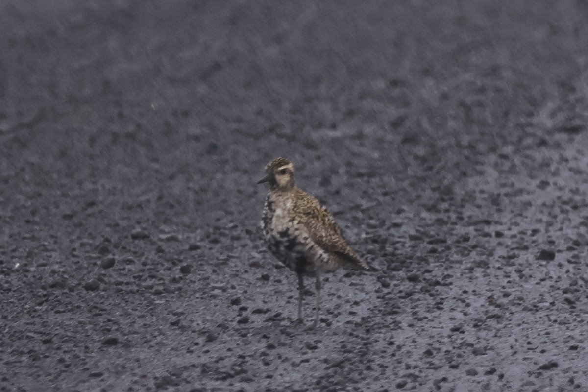 Pacific Golden-Plover - ML624164111