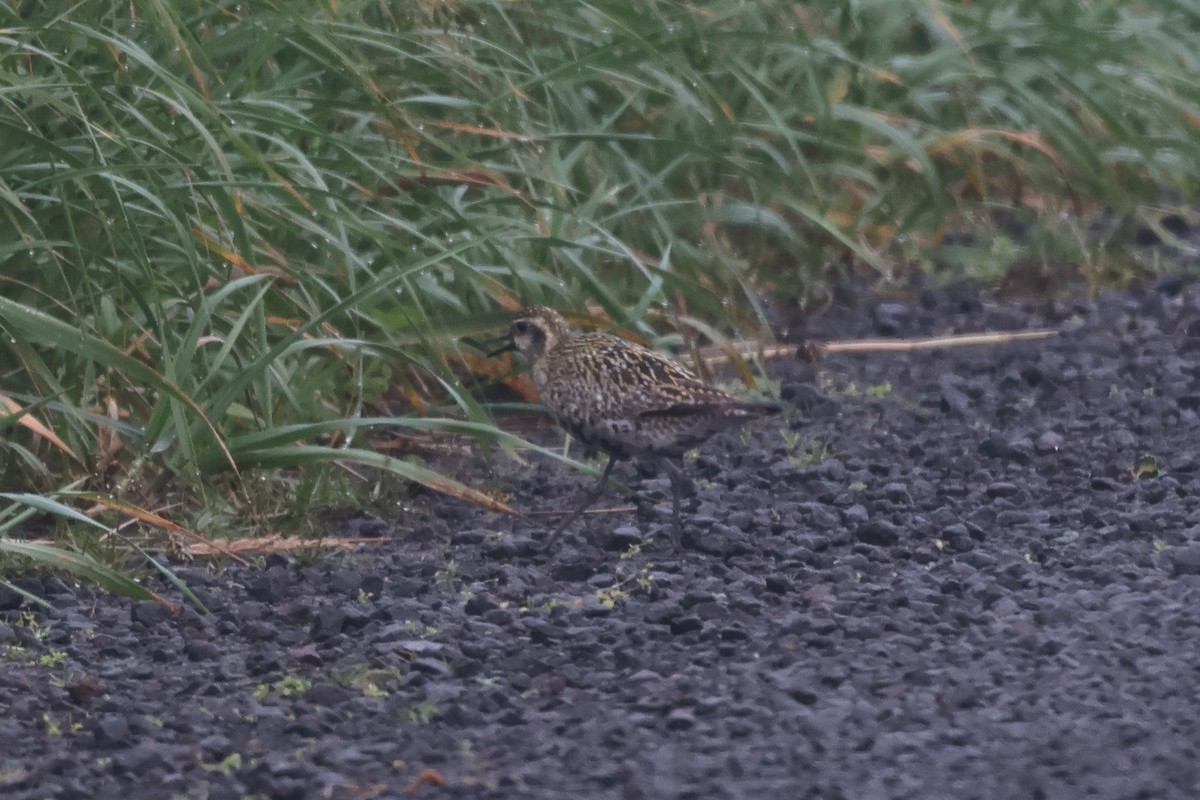 Pacific Golden-Plover - ML624164112