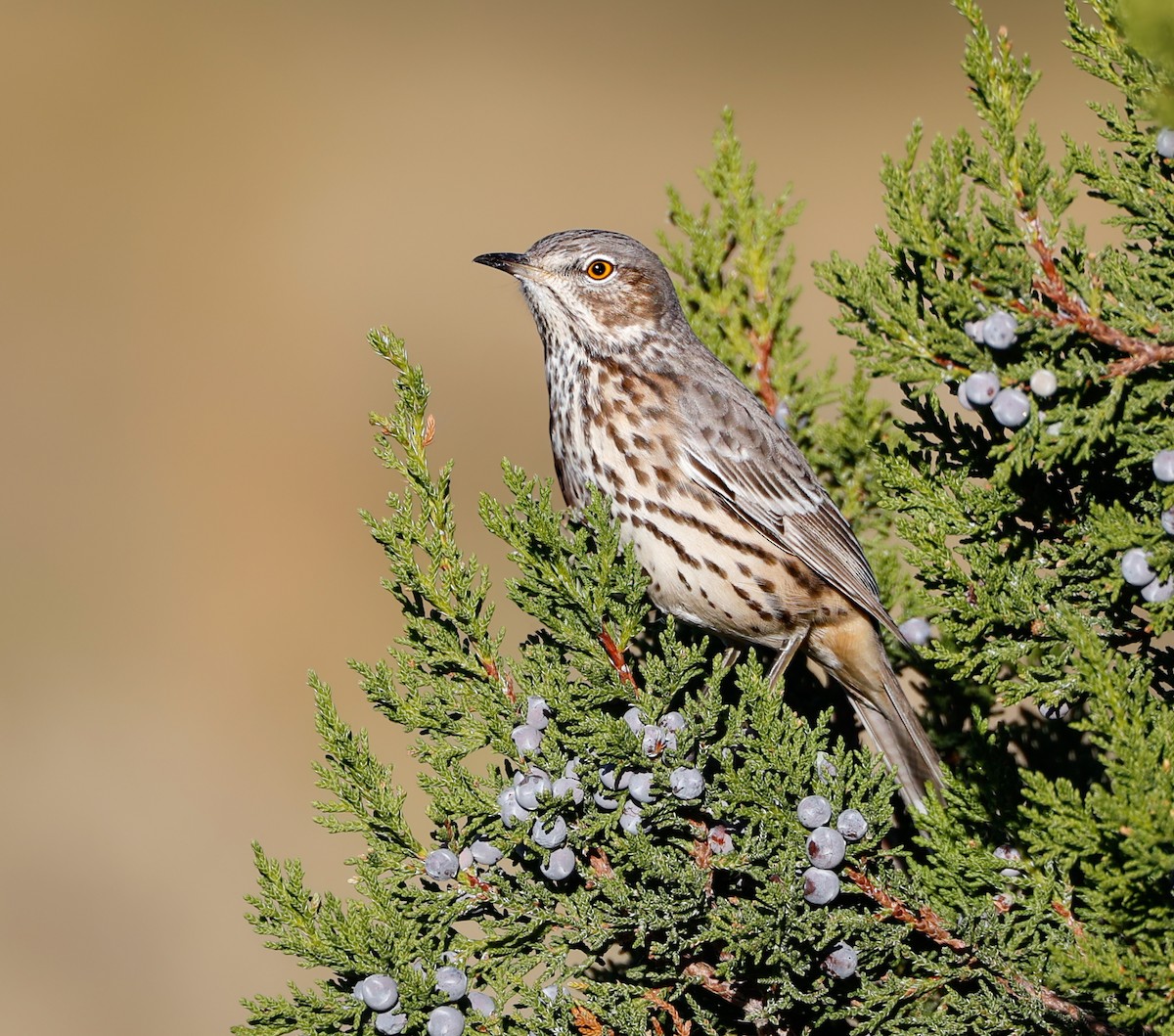 Sage Thrasher - ML624164118