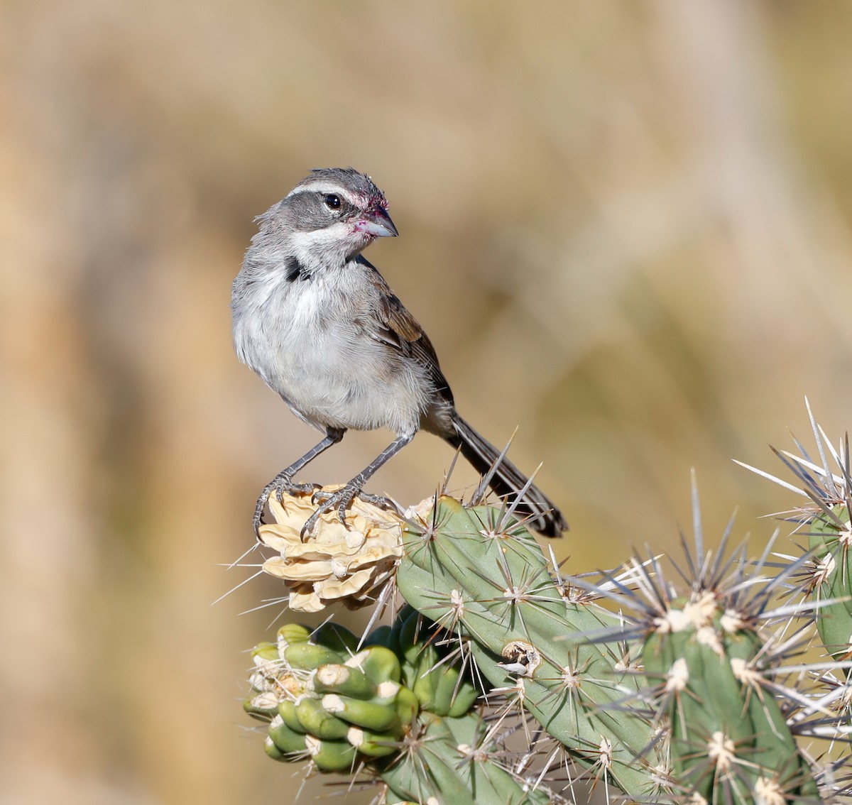 Black-throated Sparrow - ML624164123