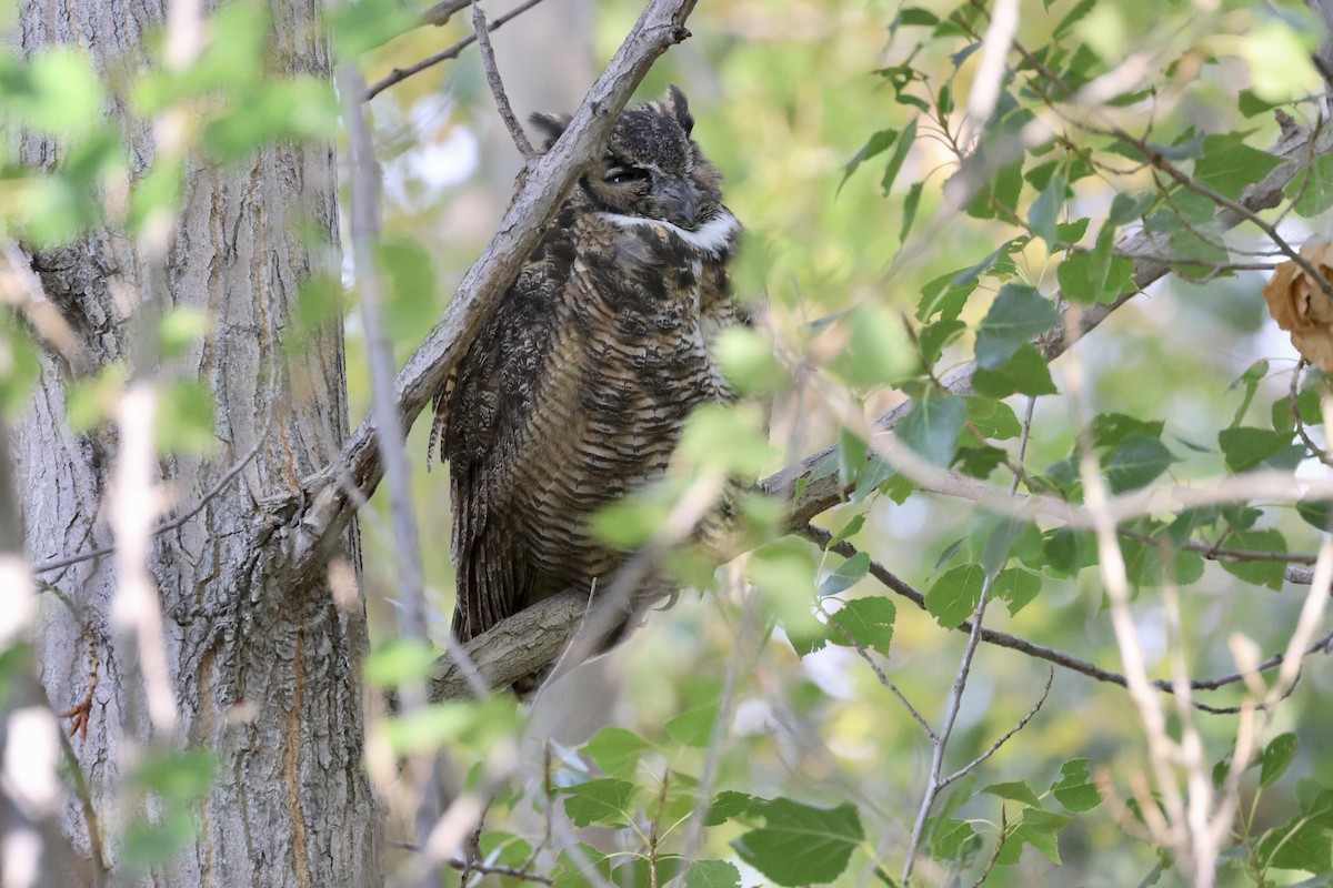 Great Horned Owl - ML624164124