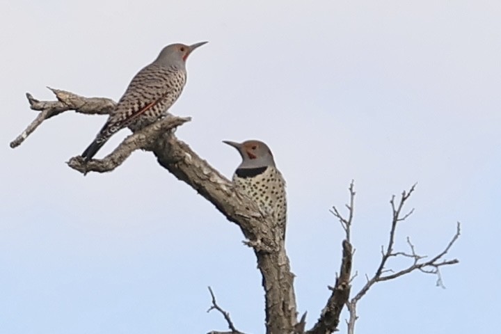 Northern Flicker - ML624164142