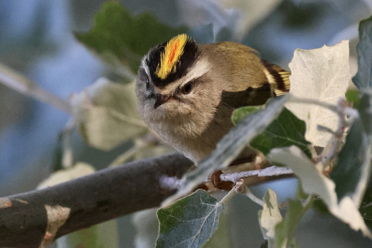 Golden-crowned Kinglet - ML624164161