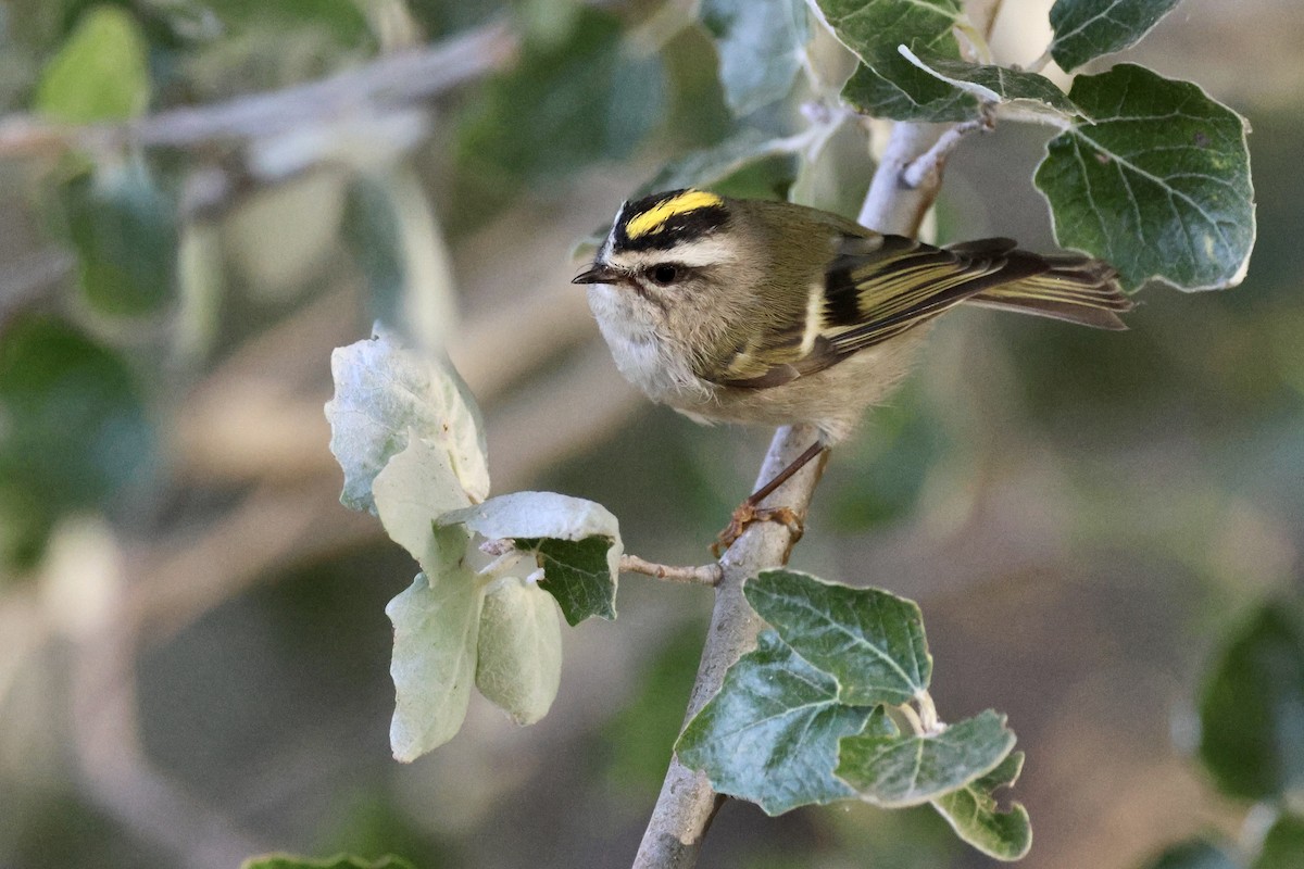 Golden-crowned Kinglet - ML624164162