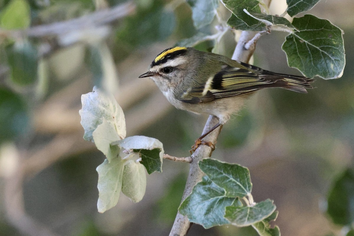 Golden-crowned Kinglet - Mary Cantrell