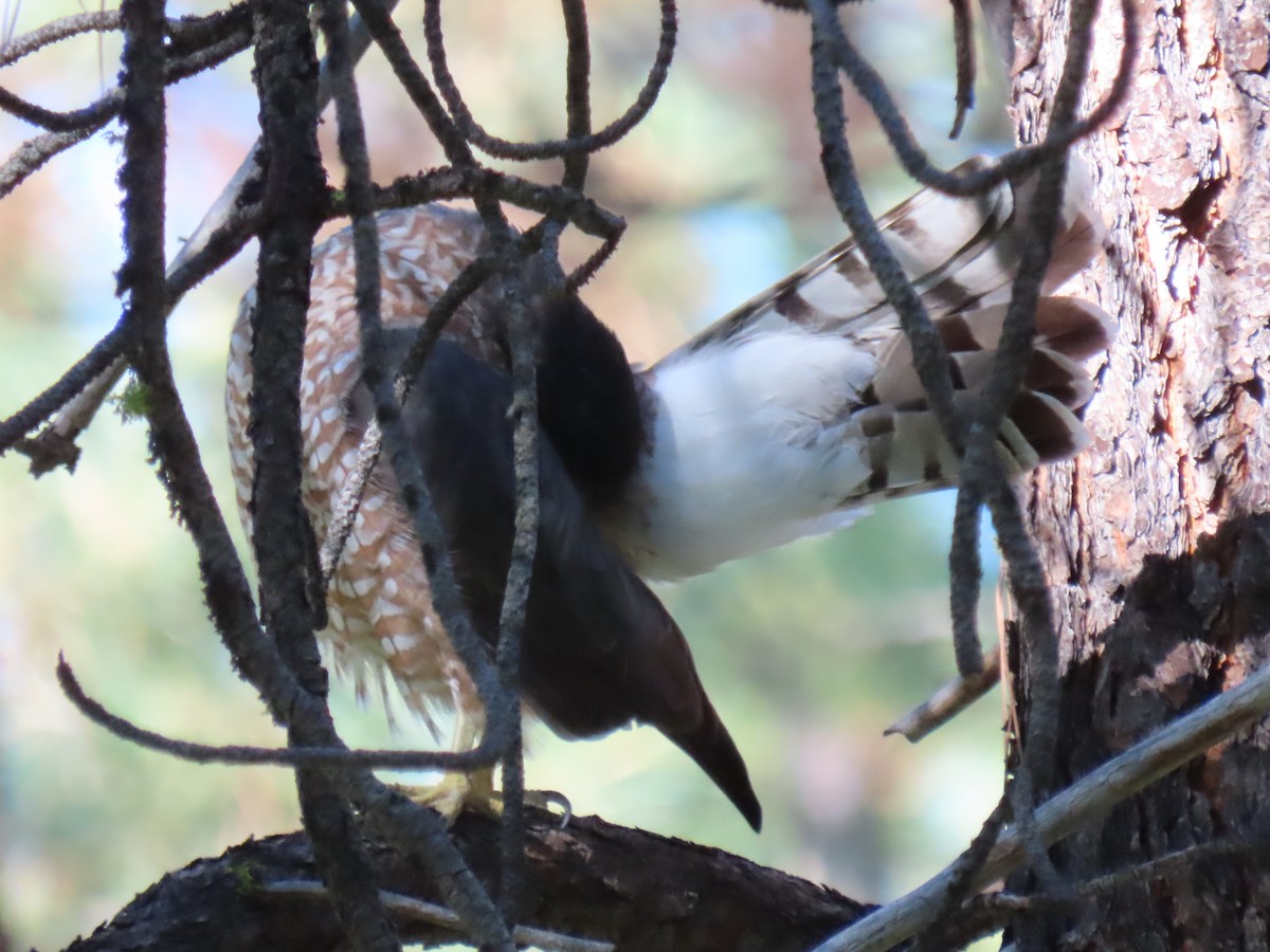 Cooper's Hawk - Nancy Stotz